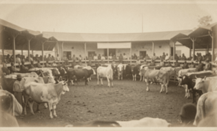 Early 1930s cattle auction