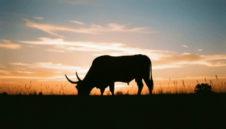 Longhorn Bull Silhouette