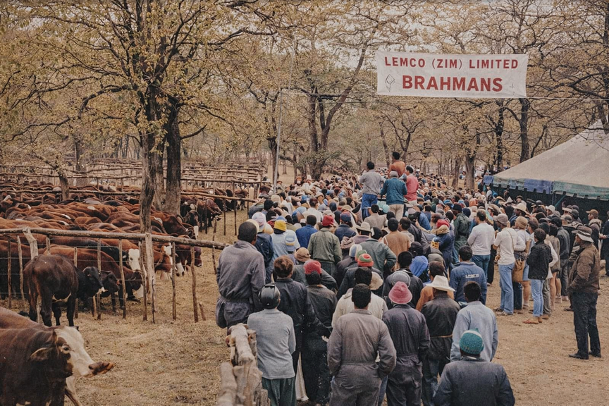 1970s Cattle Co-Op